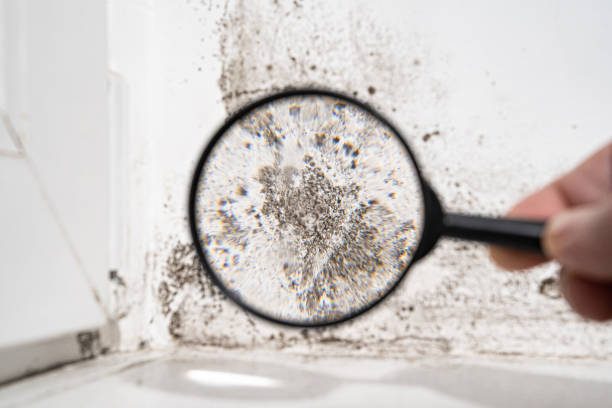 Professional Mold Remediation in North Amityville, NY